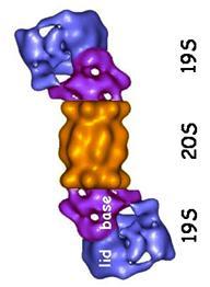 K48 poly-ubiquitin chains for entry