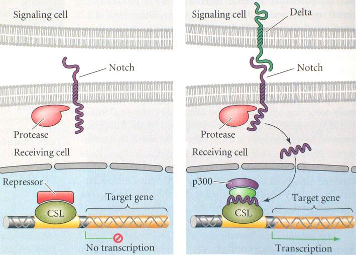 The Notch signaling pathway Proteases g-secretase TACE Presenilin Cell