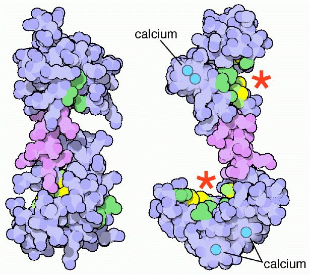 Calmodulin is an intracellular Ca 2+ sensor Upon Ca 2+ binding, calmodulin changes