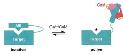 Calmodulin-Ca 2+ binding regulates the activity of