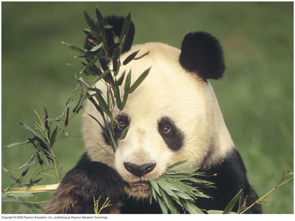 Fig. 9-1 Some animals, such as the giant panda, obtain energy by
