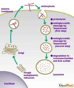 Intracellular degradation of cell