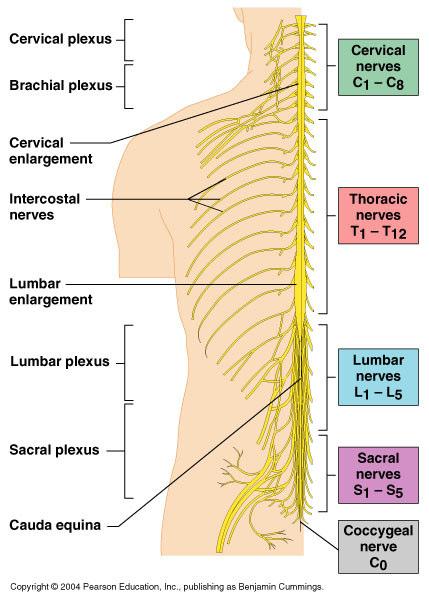 Spinal Nerves General