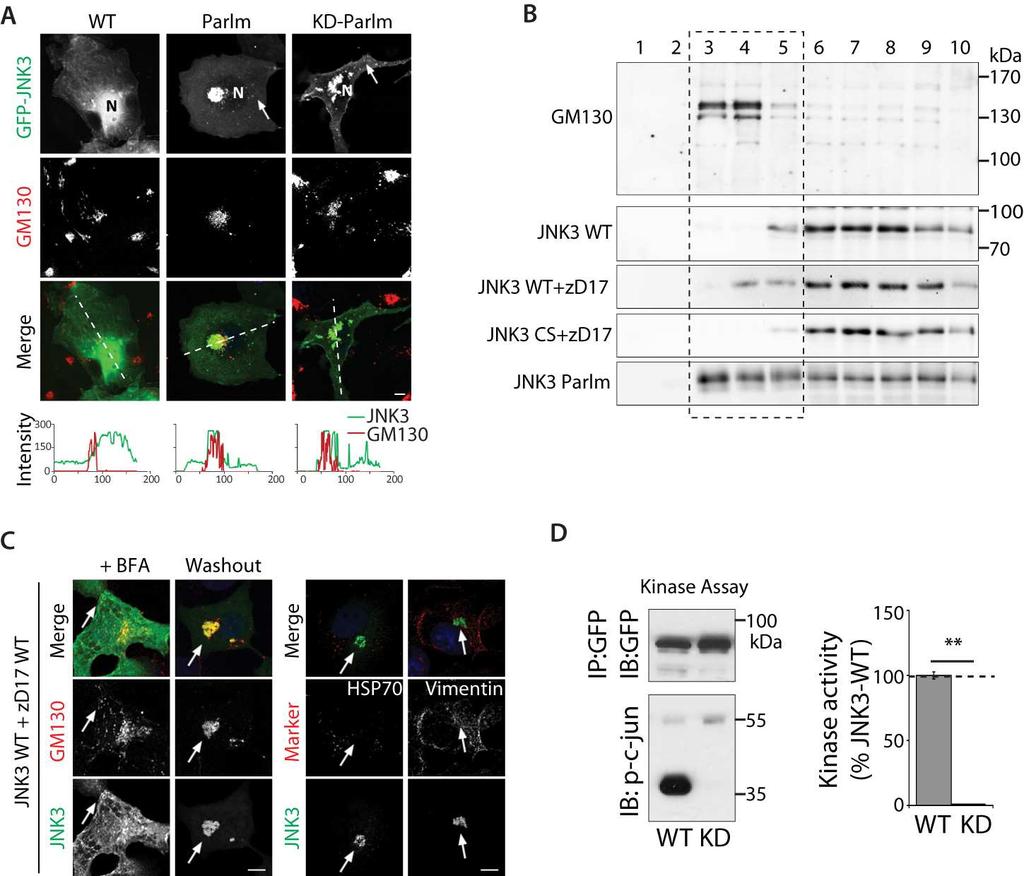 Fig. S2. Kinase activity independent localization of JNK3 to the Golgi complex.