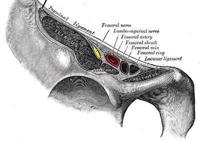 Femoral nerve anatomy Femoral nerve in upper thigh Lateral to the femoral vessels and separated by fascia iliaca (iliopectineal arch)