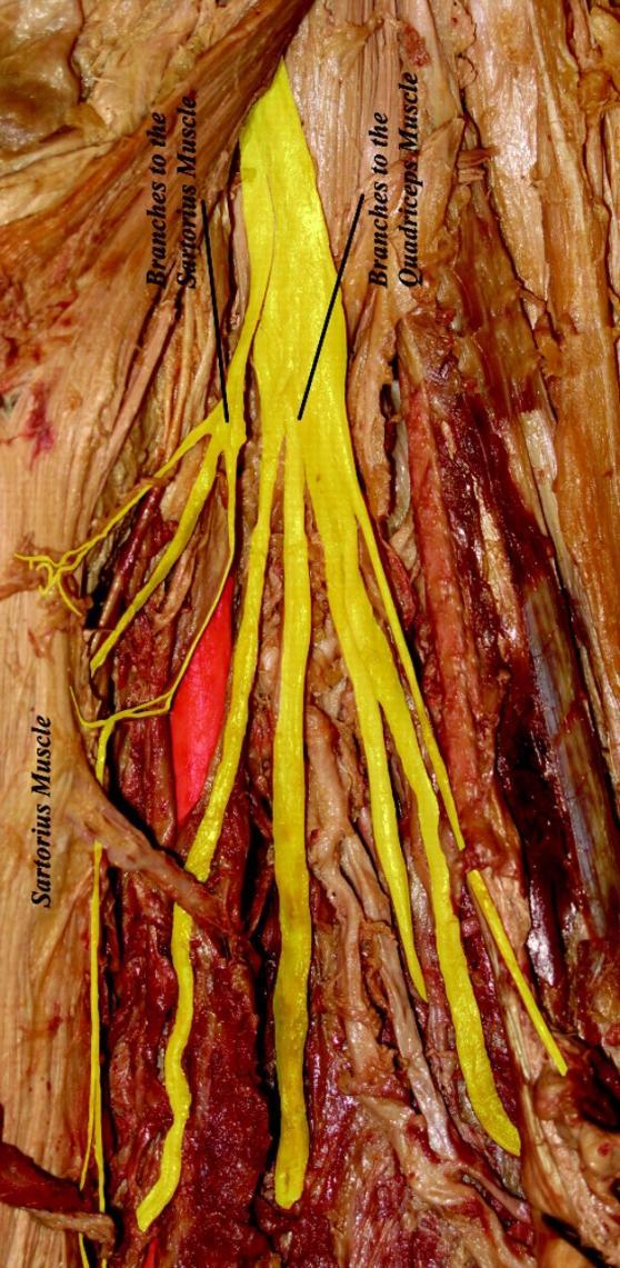 Femoral nerve anatomy Rapidly divides into a number of anterior and posterior branches after entering the thigh.