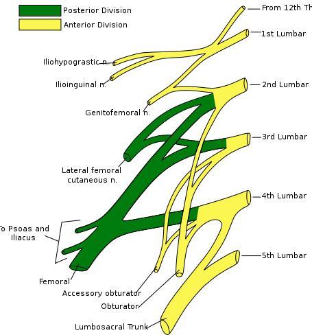 Lumbar plexus Anterior sensory innervations: Femoral nerve (nerve to rectus femoris): anterolateral hip joint Obturator nerve: anterior medial Options for