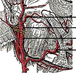 Transverse facial artery Internal maxillary artery External carotid artery Facial artery Figure 14: Facial artery and origin of internal maxillary artery, both branches of the external carotid artery