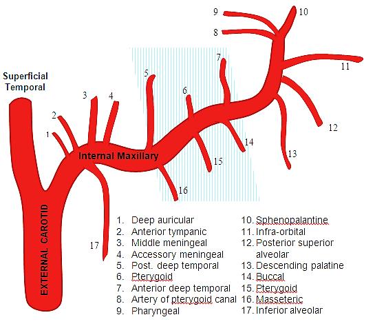 Infraorbital artery Figure 13: Vasculature around the orbit The arterial blood supply to the maxilla and paranasal sinuses originates from both the external and internal carotid artery systems.