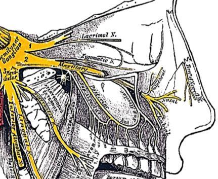 alveolus and enters the incisive foramen (Figure 12) Infraorbital artery: It courses in the floor of the orbit/roof of antrum in the infraorbital groove and canal with the infraorbital nerve and