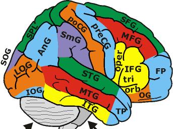 Cortical names Tip of an object