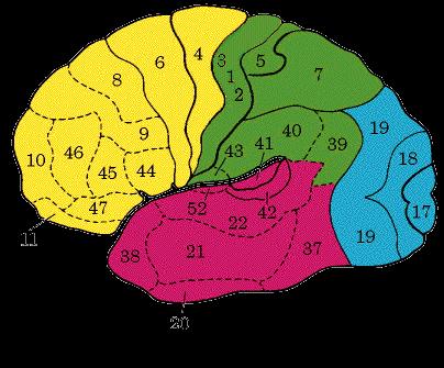 Describing cortex location Brodmann Areas (BAs,