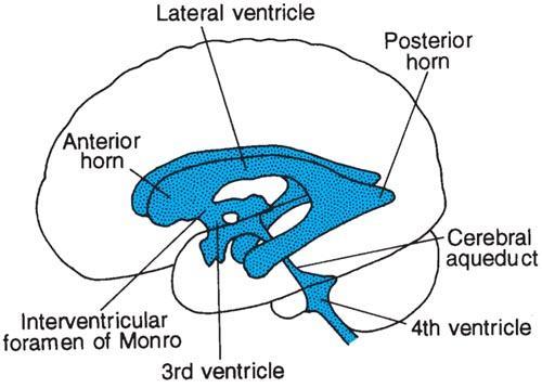 Cerebrospinal Fluid (CSF) Located between the menings and in the ventricles of the brain Functions mechanical buffer fluid