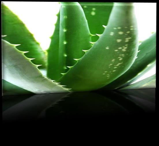 1 ALOE VERA - INTRODUCTION INVERT The Aloe SUGAR plant isabstract considered to be The outfood of Liliaceae and drink and industry Aloeaceae depends family, which heavily consists on enzymes.