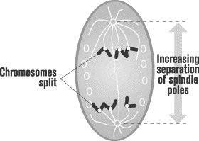 Anaphase: During anaphase, the centromere splits, allowing the sister chromatids to separate.