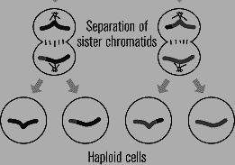 Anaphase II: During anaphase II, the centromere splits, freeing the sister chromatids from each other.