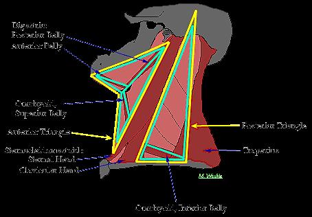 Neck triangles Anterior and posterior (SCM) Supra