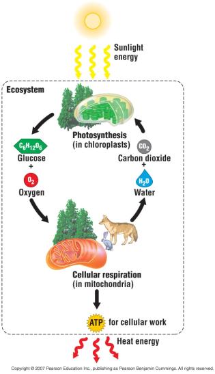Producers Cycling nutrients (plants and other photosynthetic organisms) Fuel molecules in food represent solar. Energy stored in food can be traced back to the sun.