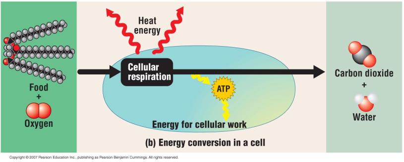 Combustion The waste products cellular respiration, CO 2 and H 2 O, are used in photosynthesis.
