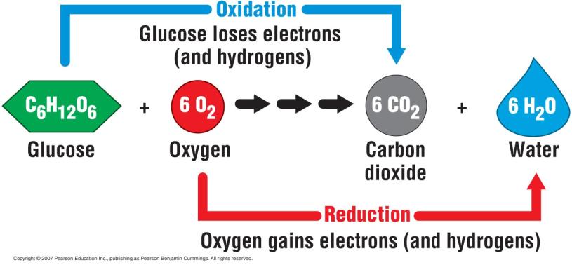 The Role Oxygen in Cellular Respiration During cellular respiration, hydrogen and its bonding electrons change partners. Hydrogen and its electrons go from sugar to oxygen, forming water.