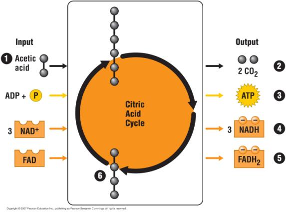 In the citric acid cycle, pyruvic acid from glycolysis is first prepped into a usable form, Acetyl CoA.