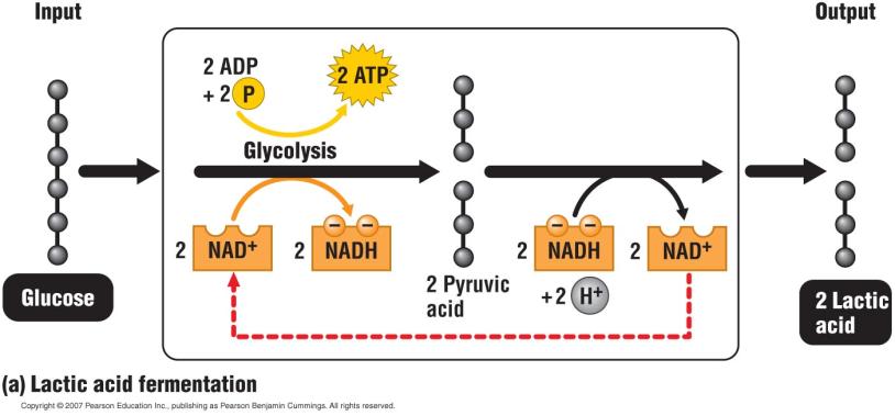 Glycolysis is the metabolic pathway that provides ATP during fermentation.