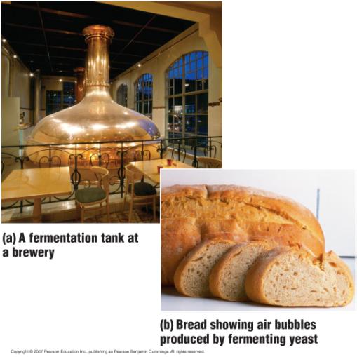 The food industry uses yeast to produce various food products.
