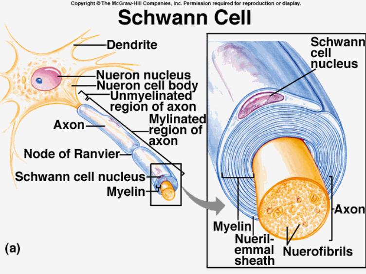 5. Schwann cells: form the insulating myelin sheath