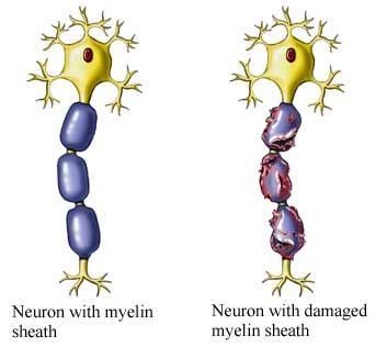 MYELIN SHEATHS - these serve as insulation around the axon Schwann cells supply the myelin