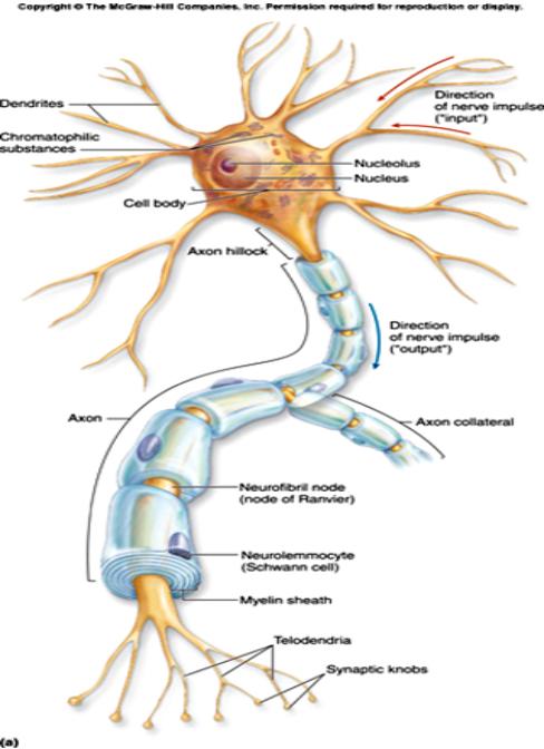 Axon - long section, transmits impulses Dendrite - small extensions from
