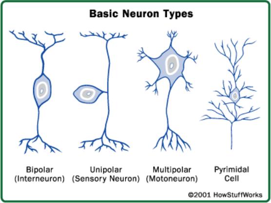 Types of Neurons Functional: Sensory, Motor,