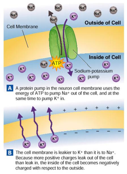 At rest, the inside of a neuron's membrane has a negative charge. As the figure shows, a Na+ / K+ pump in the cell membrane pumps sodium out of the cell and potassium into it.
