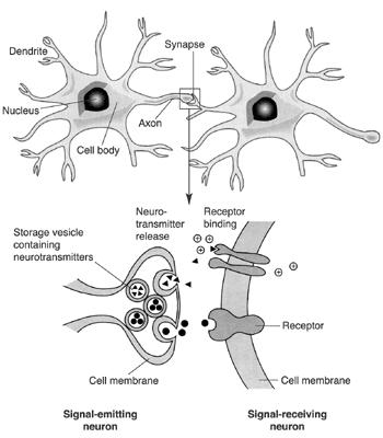 The Synapse Synapse - junction between two communicating neurons Nerve pathway - nerve