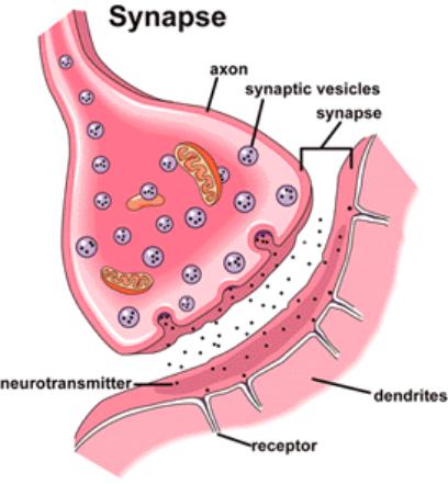 The Synapse To complete the signal, a NEUROTRANSMITTER is released at the gap