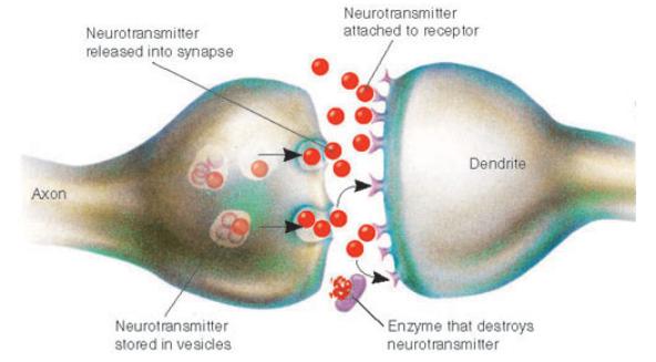 Neurotransmitters Excitatory - increase membrane permeability, increases chance for threshold to
