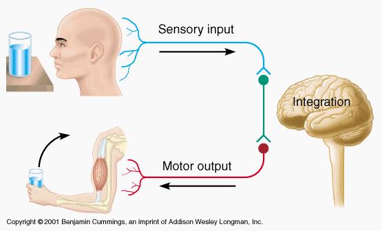 THREE BASIC FUNCTIONS OF THE NERVOUS SYSTEM Sensory - gathers info