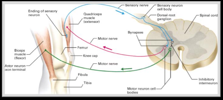 9.10 Nerve Pathways Reflex arc - only includes a few neurons Reflex Behavior - automatic,