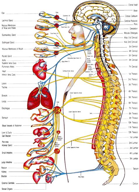 Motor Functions Somatic Nervous System - skeletal (voluntary)