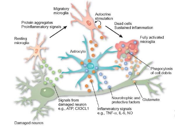 Neuroglial Cells (p 208) - support cells