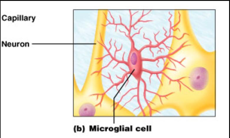 Microglial Cells: scattered throughout,