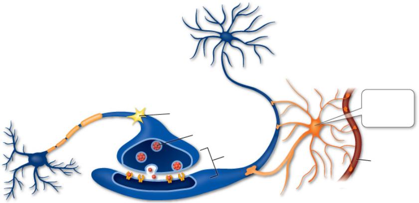 Neuroglial Cells (p 208)