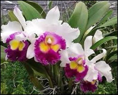 Reminder: We need to support our speakers by purchasing orchids that they bring to sell at our meetings.