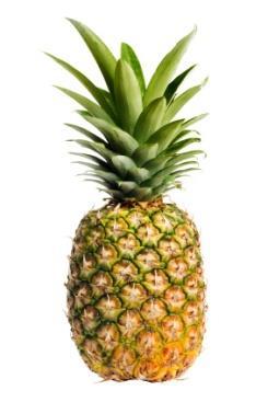 digestion Papain (derived from unripe papaya) & Bromelain (derived from stems of pineapples) are both protease