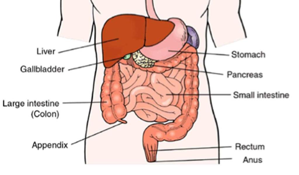 Alimentary Canal long, muscular tube that begins at mouth pharynx esophagus stomach small &