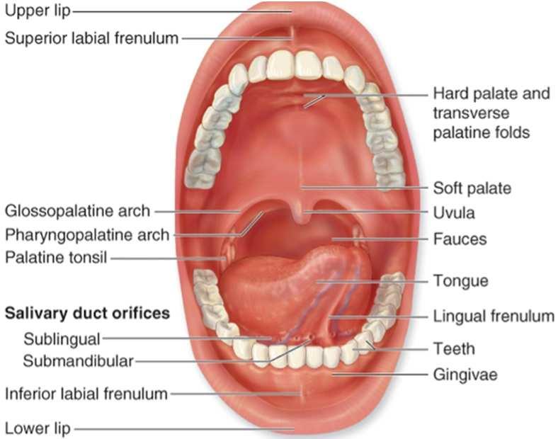 The Mouth and Teeth Mouth also called buccal cavity receives food as it enters the body food is tasted, broken down physically by teeth also lubricated and partially digested by saliva and swallowed