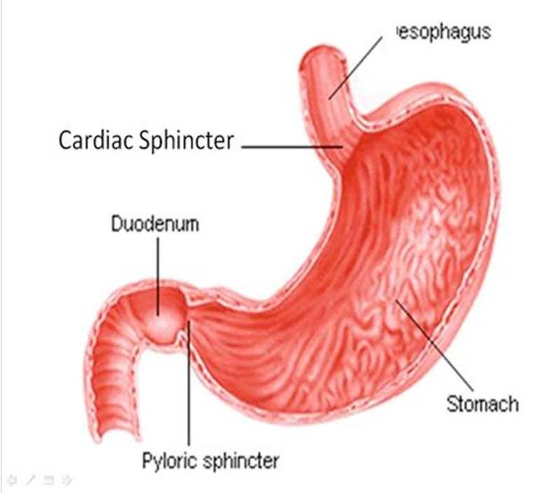 The Stomach Stomach enlarged part of alimentary canal receives food from esophagus rugae (folds) that line stomach disappear as it expands with food Cardiac Sphincter circular muscles between