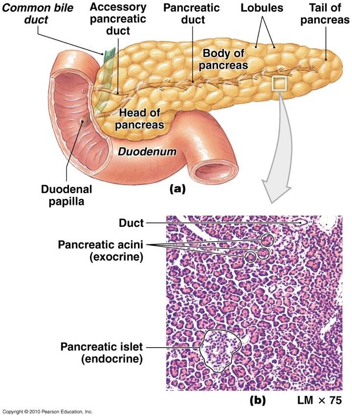 Accessories: Pancreas Endocrine fxn: Islets of Langerhans secrete insulin and glucagon