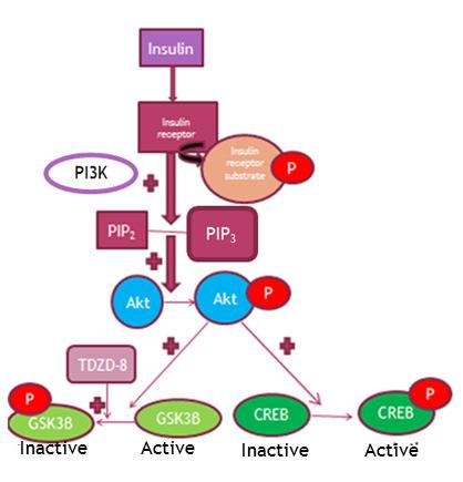 Figure 2: Major insulin signaling pathway in brain (our hypothesis) Figure 2 showing major insulin signaling pathway in brain and drug (TDZD-8) that can be used to upregulate the pathway, thereby