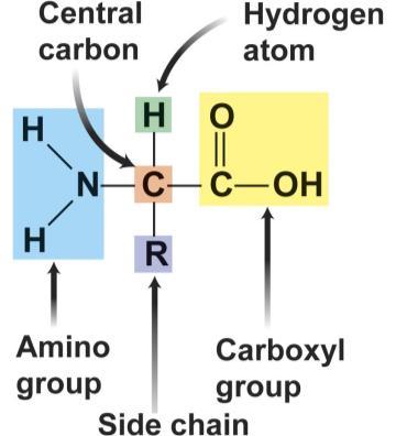 Amino Acid Structure Figure 2.