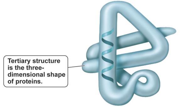 Secondary Structure Proteins Structural features within a polypeptide chain Do the amino acids form coils or sheets? This is determined by the primary structure.